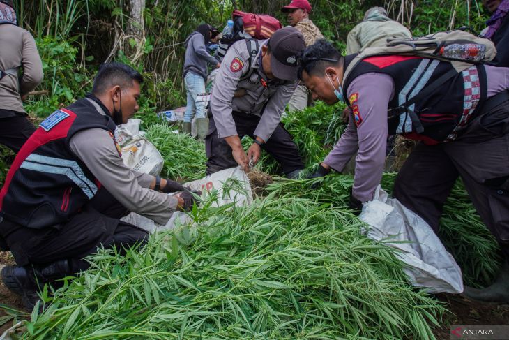 Penemuan ladang ganja di Lumajang