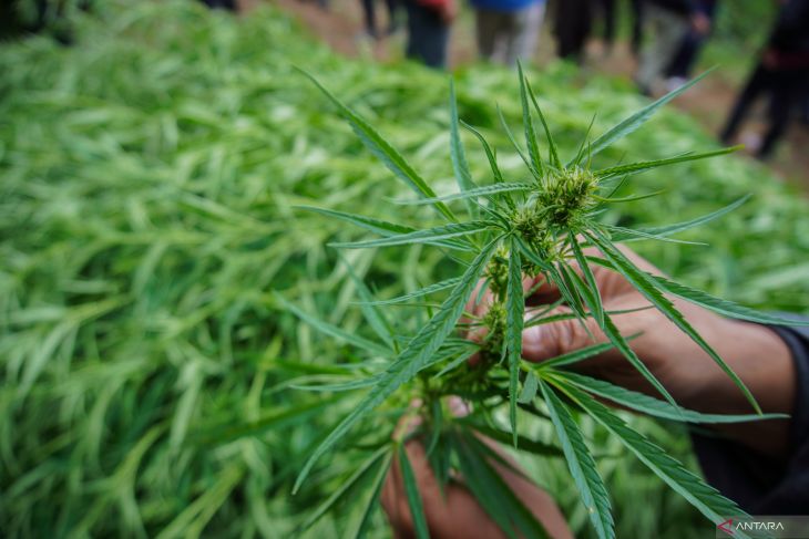 Penemuan ladang ganja di Lumajang