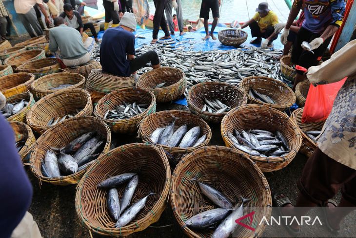 FOTO  Dampak cuaca buruk harga ikan naik