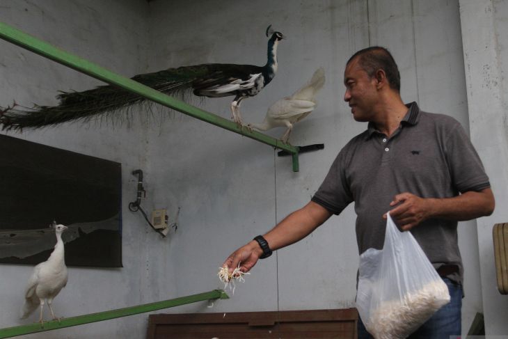 Budi daya merak putih di Malang