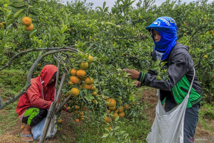 Alih fungsi lahan pertanian padi menjadi kebun jeruk di Malang