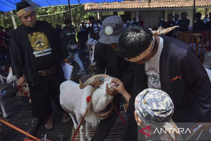 Kontes ternak di Tasikmalaya