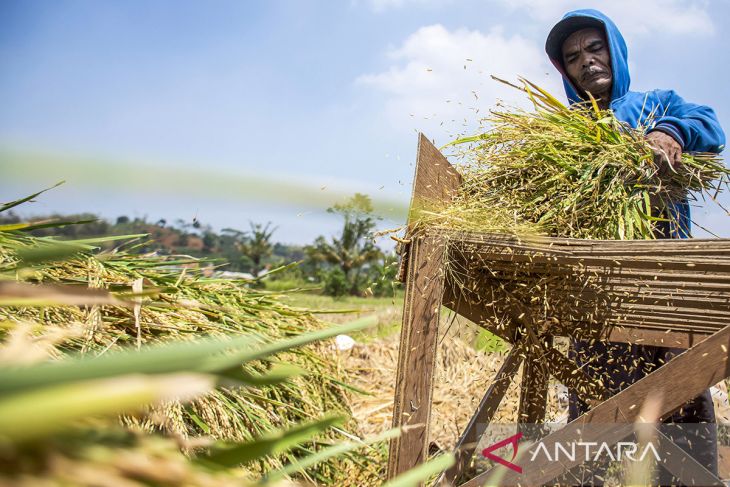 Realisasi penyerapan beras dalam negeri