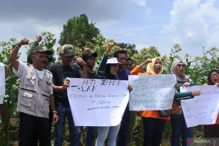 Aksi petani tembakau di Jember