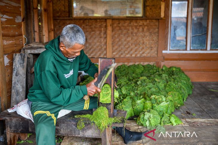 Harga tembakau di Kabupaten Sumedang turun