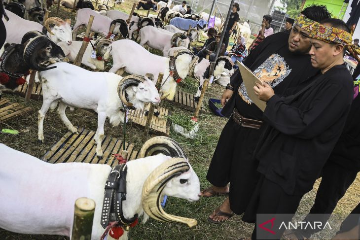 Kontes domba garut dan ayam kate di Tangerang