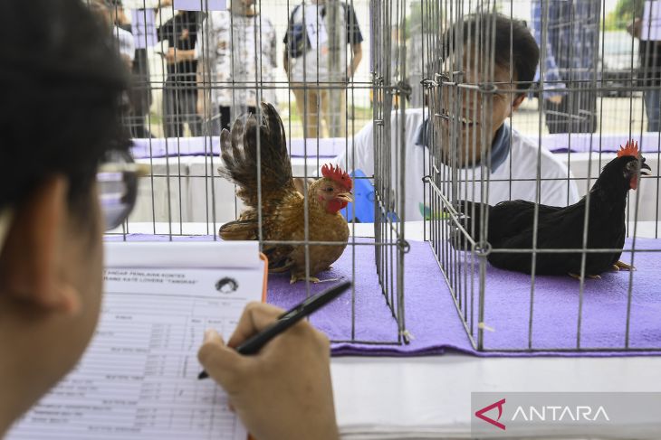 Kontes domba garut dan ayam kate di Tangerang