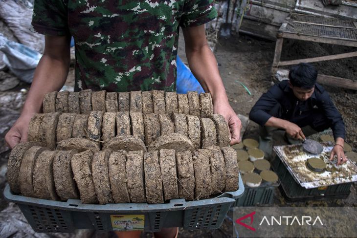 Produksi briket dari limbah kotoran sapi