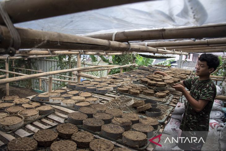 Produksi briket dari limbah kotoran sapi