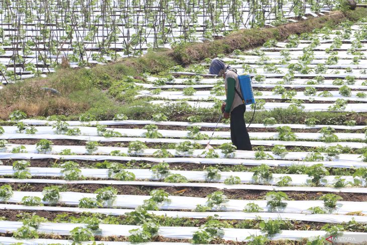 Nilai tukar petani Jawa Timur turun