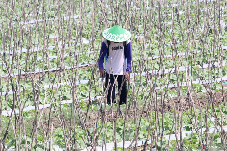 Nilai tukar petani Jawa Timur turun