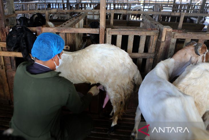 FOTO - Potensi usaha susu kambing