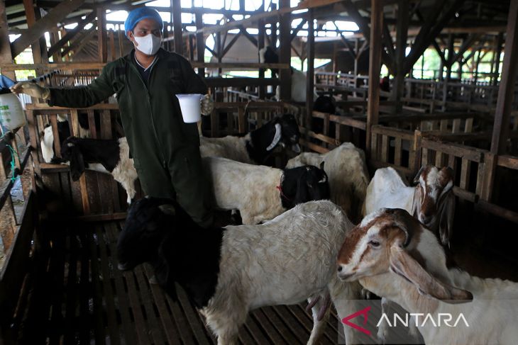 FOTO - Potensi usaha susu kambing