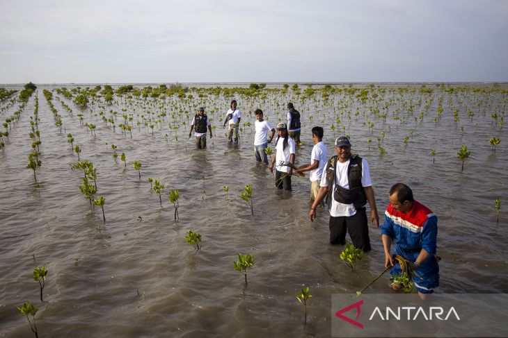 Pertamina Kilang Internasional dukung kelestarian mangrove