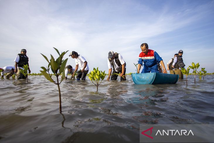 Pertamina Kilang Internasional dukung kelestarian mangrove