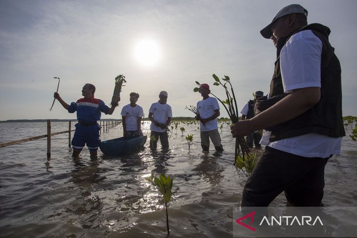 Pertamina Kilang Internasional dukung kelestarian mangrove