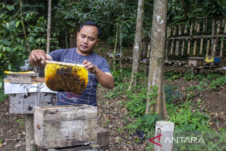 Sentra budi daya lebah madu di Lembang