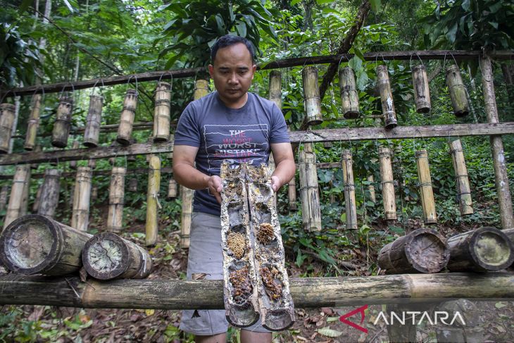 Sentra budi daya lebah madu di Lembang