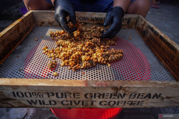 Kopi luwak liar lereng Gunung Semeru