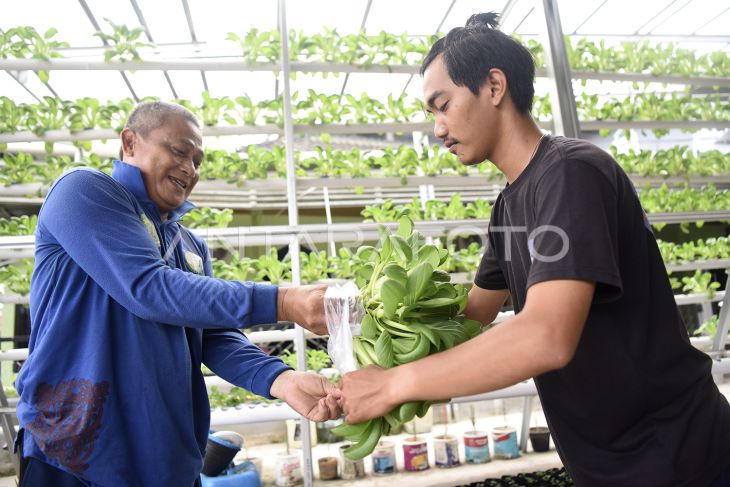 Budi daya sayur hidroponik di Samarinda