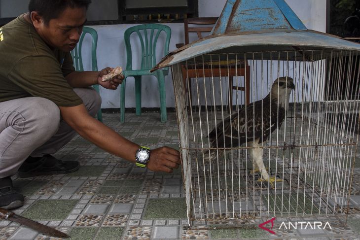 Penyelamatan elang brontok dari permukiman warga