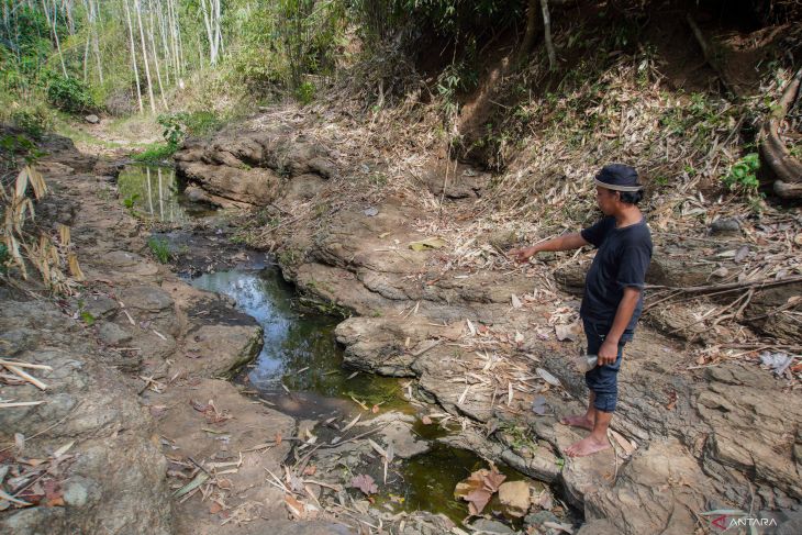 Luasan terdampak kekeringan di Lumajang