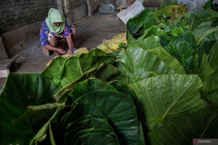 Tembakau herbal dari daun talas