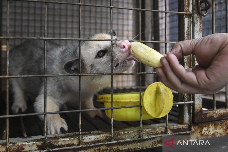 Peternak musang peliharaan tembus pasar luar negeri