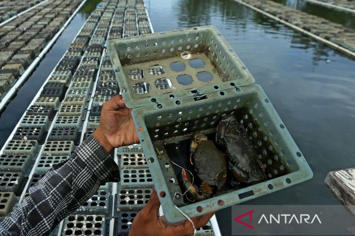 FOTO - Panen kepiting soka metode keramba apung