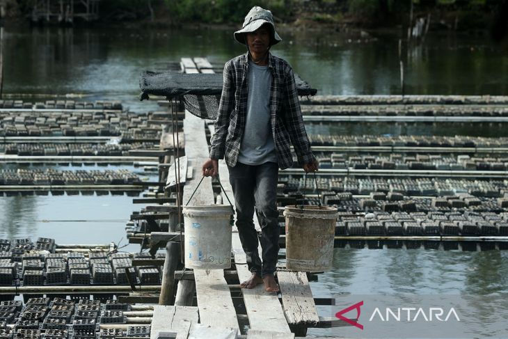 FOTO - Panen kepiting soka metode keramba apung