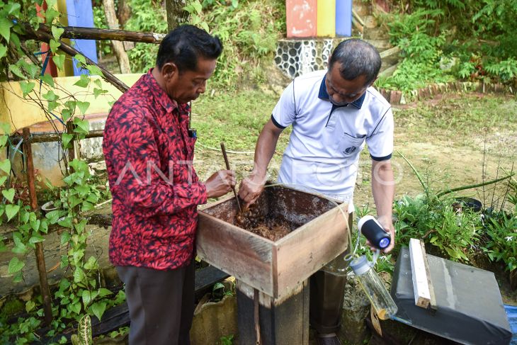 Budi daya lebah madu kelulut Palaran