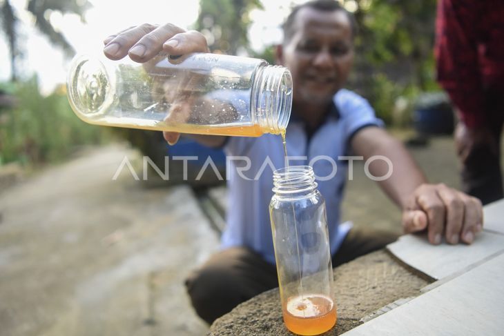 Budi daya lebah madu kelulut Palaran