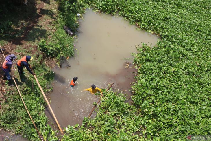 Pembersihan enceng gondok di sungai Brantas