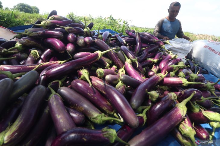 Upaya pertahankan harga jual terong