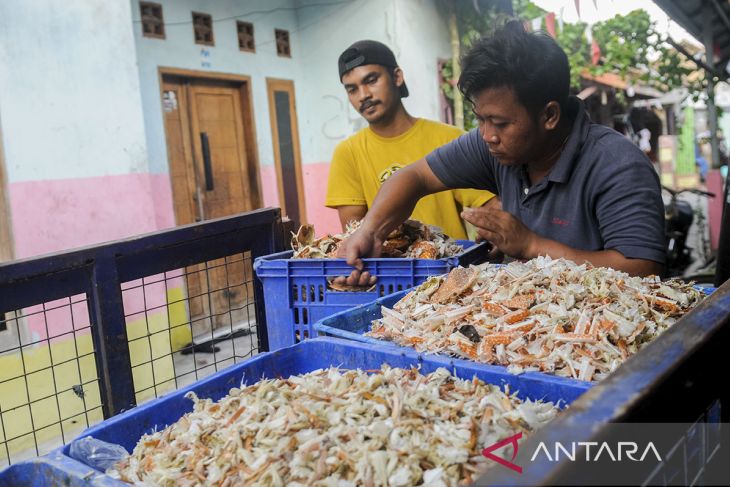 Pengolahan rajungan di Banten