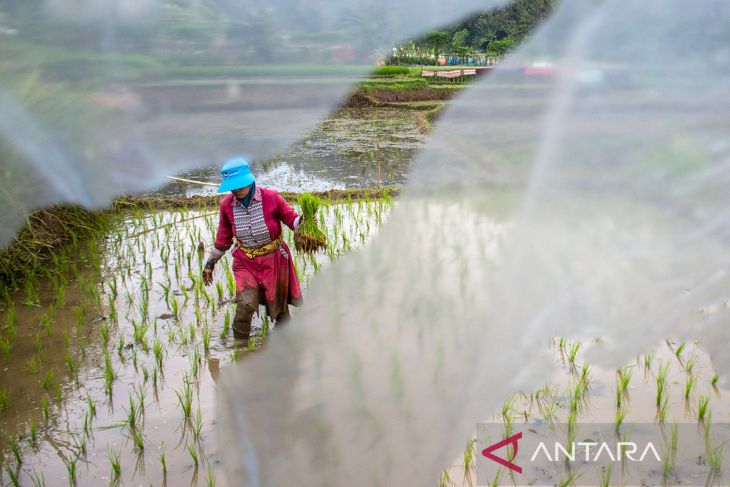 Target cetak sawah tiga juta hektar