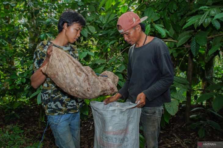 Panen pinang di kawasan hutan Gunung Lemongan