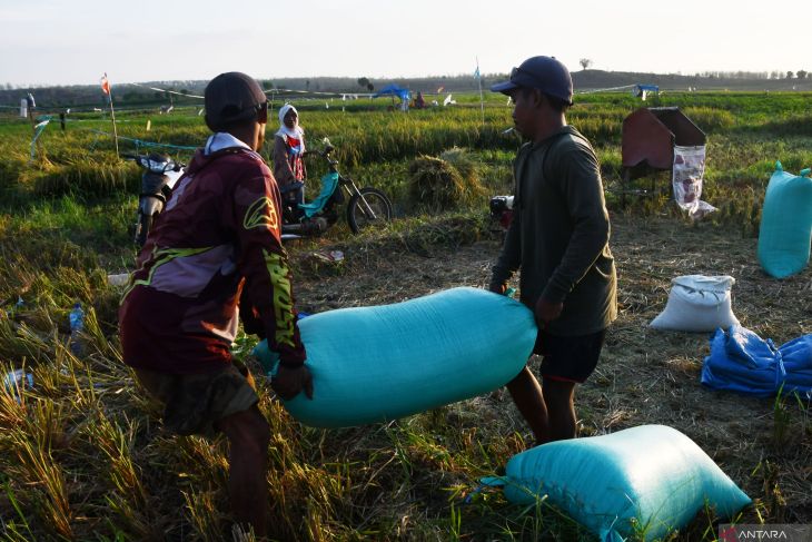 Pemanfaatan areal waduk untuk lahan pertanian di Madiun