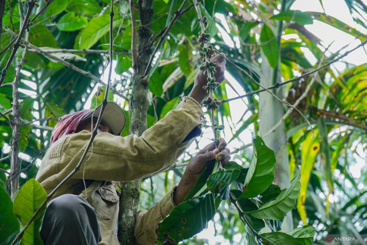 Kopi lereng Gunung Lemongan