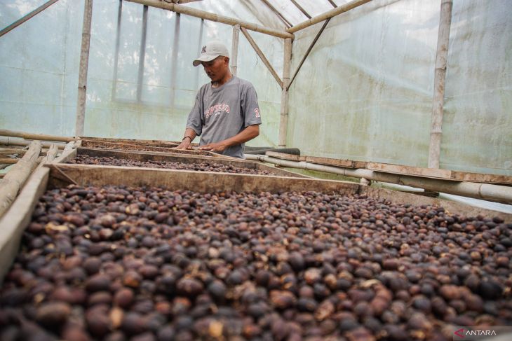 Kopi lereng Gunung Lemongan