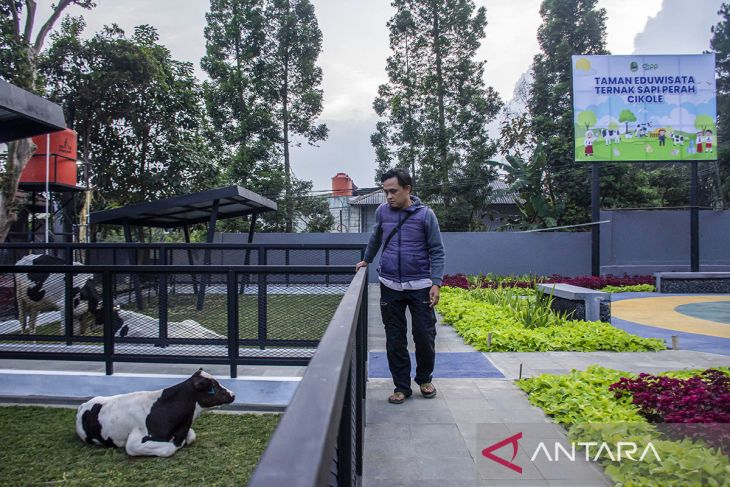 Taman agrowisata edukasi ternak sapi perah Cikole