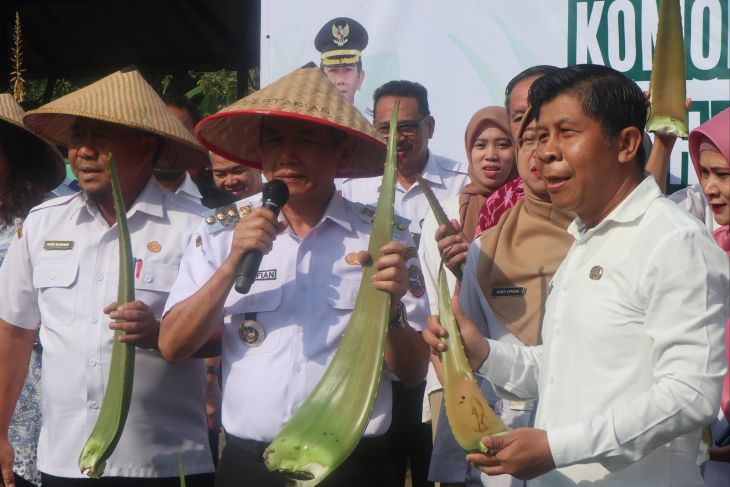 Pemkot Pontianak tanam lidah buaya untuk pengembangan komoditas