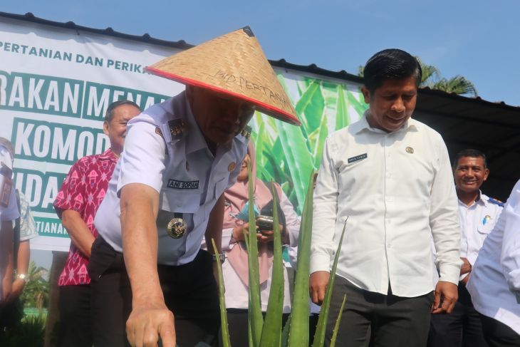 Pemkot Pontianak tanam lidah buaya untuk pengembangan komoditas