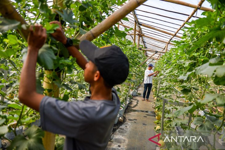 Budi daya melon di Kabupaten Sumedang