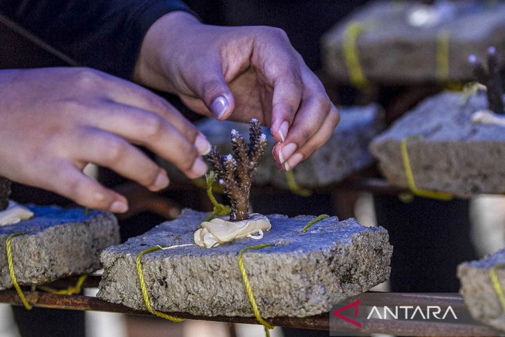 Konservasi terumbu karang di Pantai Carita