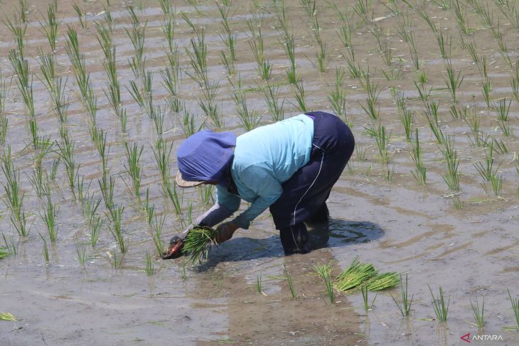 Petani mulai tanam padi di kediri