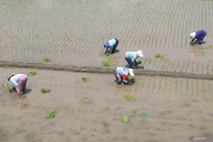 Petani mulai tanam padi di kediri