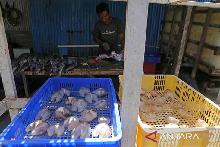 FOTO - Usaha produksi gelembung ikan buntal