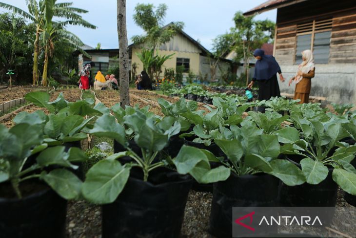 FOTO - Kelompok wanita tani kembangkan holtikultura ketahanan pangan