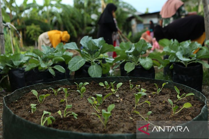 FOTO - Kelompok wanita tani kembangkan holtikultura ketahanan pangan